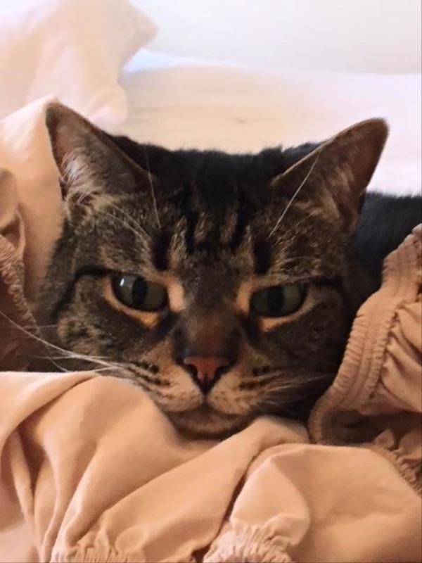 /Images/uploads/Cat Welfare Association/catwelfare2019calendarcontest/entries/6931thumb.jpg